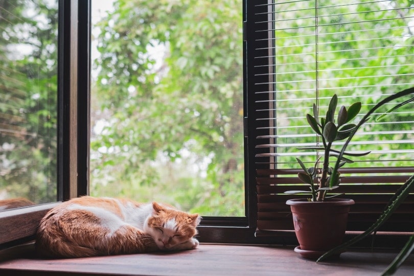 Cat-Proof Window Treatments:
